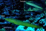 Cigar Wrasse (Cheilio inermis)